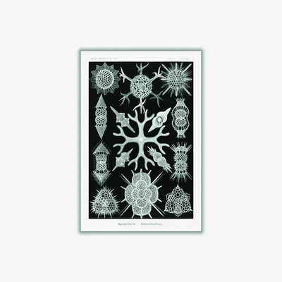 Wolf & Badger Grey Spumellaria-Schaumstrahlinge By Ernst Haeckel A2 420 X 594Mm Stanley Print House
