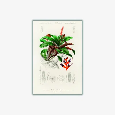 Wolf & Badger Green Bromeliad Extra Small Stanley Print House