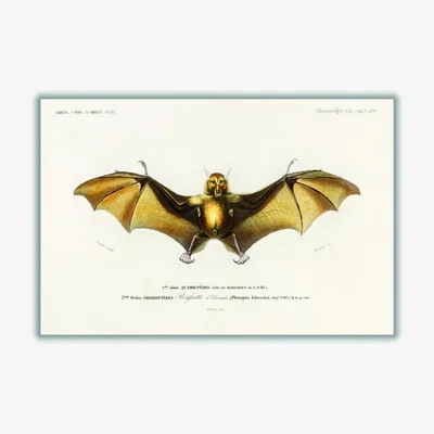 Wolf & Badger Gold Bat Extra Large Stanley Print House