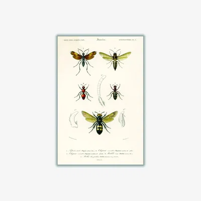 Wolf & Badger Neutrals Natural History - Different Types Of Insects 4 A2 420 X 594Mm Stanley Print House