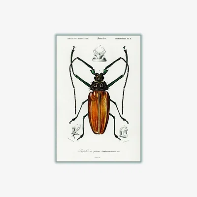 Wolf & Badger Brown Enoplocerus Armillatus Medium Stanley Print House