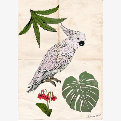 Wolf & Badger Signed Print / "The Parrot & The Palm" A4 210 X 297Mm Jessica Russell Flint
