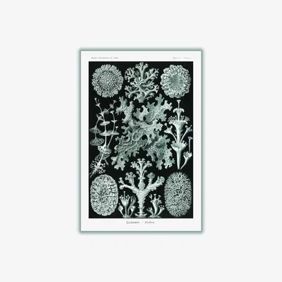 Wolf & Badger Grey Lichenes-Flechten By Ernst Haeckel A1 594 X 841Mm Stanley Print House