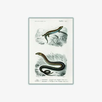 Wolf & Badger Grey Salamander & Snake Medium Stanley Print House