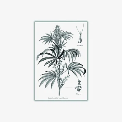 Wolf & Badger Neutrals Cannabis Sativa Botanical Illustration Extra Small Stanley Print House