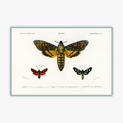 Wolf & Badger Yellow / Orange Collection Of Moths Medium Stanley Print House