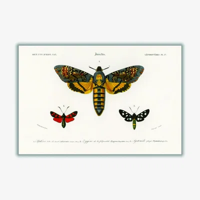 Wolf & Badger Yellow / Orange Collection Of Moths Medium Stanley Print House