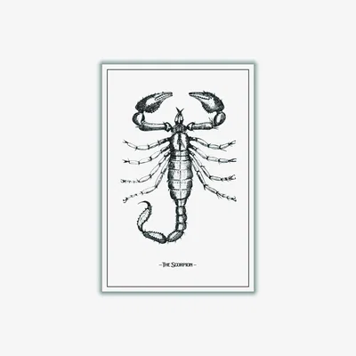 Wolf & Badger Black The Scorpion A1 594 X 841Mm Stanley Print House