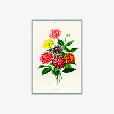Wolf & Badger Dahlia A4 210 X 297Mm Stanley Print House