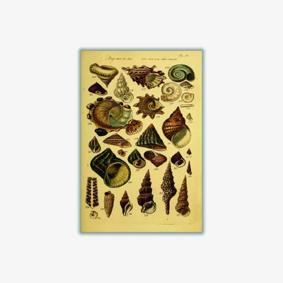Wolf & Badger Gold Vintage Shells A1 594 X 841Mm Stanley Print House