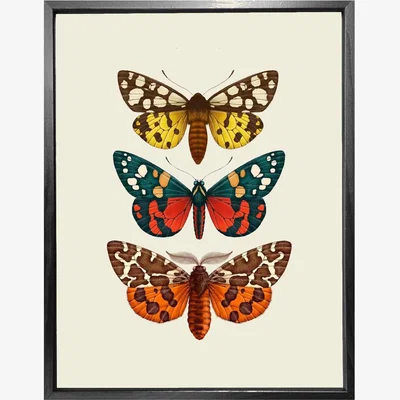 Wolf & Badger 'Antique British Moths' Fine Art Print L Emily Carter