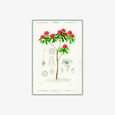Wolf & Badger Rhododendron Arboreum Xxs Stanley Print House