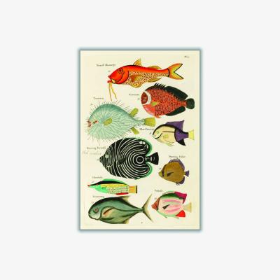 Wolf & Badger Fish Found In Indonesia A2 420 X 594Mm Stanley Print House