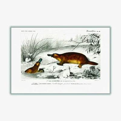 Wolf & Badger Brown Platypus A4 210 X 297Mm Stanley Print House
