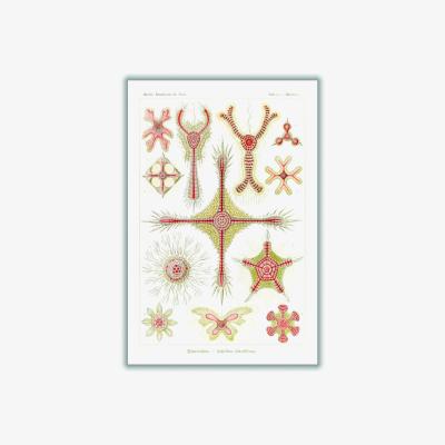 Wolf & Badger Rose Gold Discoidea-Scheiben-Strahlinge By Ernst Haeckel A3 297 X 420Mm Stanley Print House