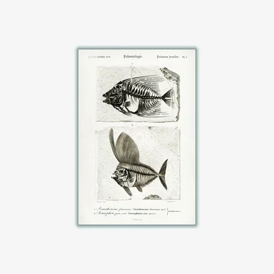 Wolf & Badger Neutrals Ray Finned Fish Acanthonemus And Semiophorus A2 420 X 594Mm Stanley Print House