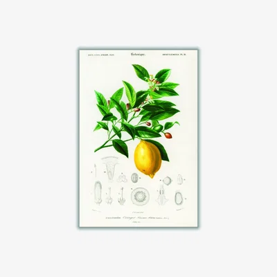 Wolf & Badger Lemon Illustration Medium Stanley Print House