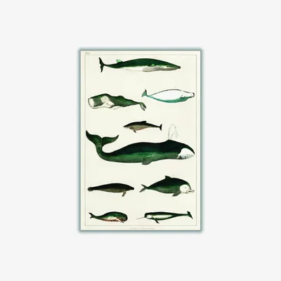 Wolf & Badger Green Types Of Whales Extra Large Stanley Print House
