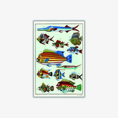 Wolf & Badger Rare Exotic Fish A2 420 X 594Mm Stanley Print House