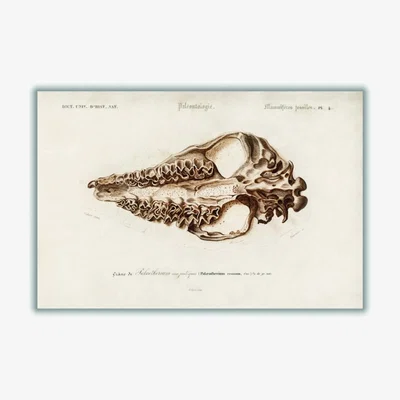 Wolf & Badger Brown Odd-Toed Unulate A3 297 X 420Mm Stanley Print House