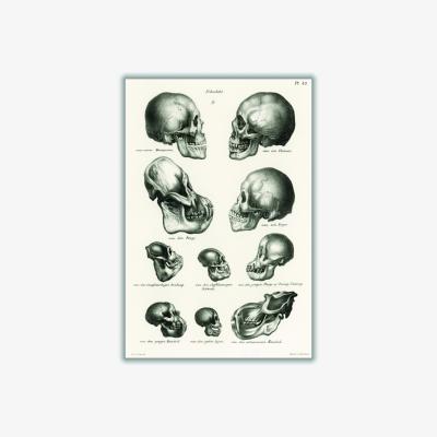 Wolf & Badger Neutrals Skulls A2 420 X 594Mm Stanley Print House