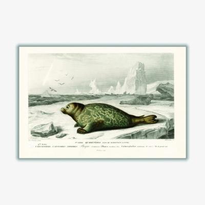 Wolf & Badger Grey Seal Small Stanley Print House