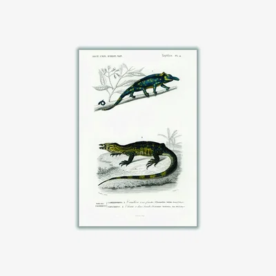 Wolf & Badger Blue Two-Horned Chameleon A2 420 X 594Mm Stanley Print House