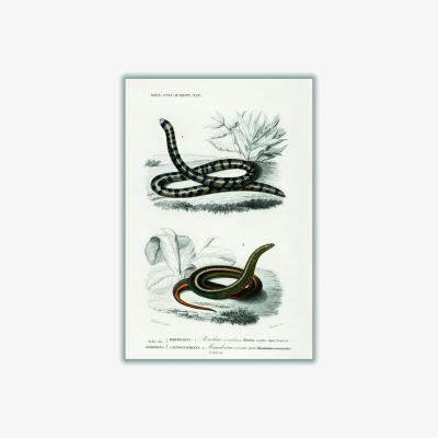 Wolf & Badger Anilius - Neutrals A1 594 X 841Mm Stanley Print House
