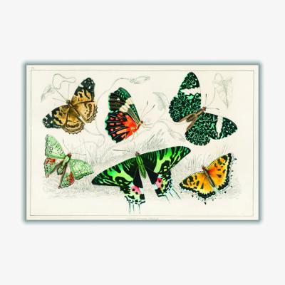 Wolf & Badger Collection Of Butterflies Ii Medium Stanley Print House