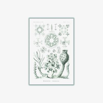 Wolf & Badger Grey Hexactinellae-Glasschwämme By Ernst Haeckel Extra Large Stanley Print House