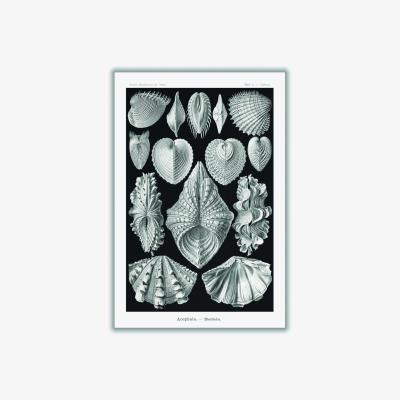Wolf & Badger Grey Acephala-Muscheln By Ernst Haeckel A1 594 X 841Mm Stanley Print House