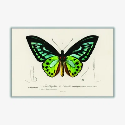 Wolf & Badger Green Birdwing Xxs Stanley Print House