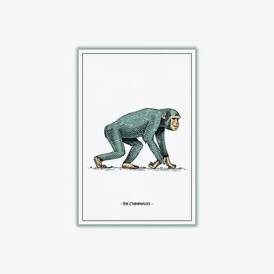 Wolf & Badger Grey The Chimpanzee A2 420 X 594Mm Stanley Print House