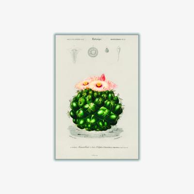 Wolf & Badger Green Starry Ball A3 297 X 420Mm Stanley Print House