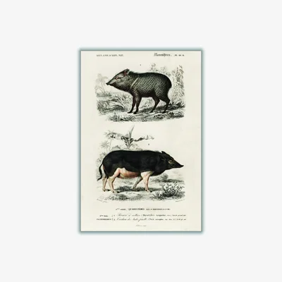 Wolf & Badger Black Pecari & Sus Scropha Extra Small Stanley Print House