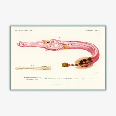 Wolf & Badger Rose Gold Aulostoma Maculatum Xxs Stanley Print House