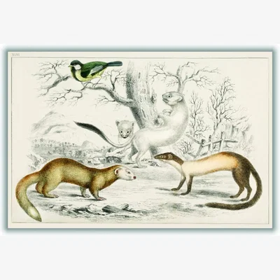 Wolf & Badger Neutrals Collection Of Rodents Ii A1 594 X 841Mm Stanley Print House