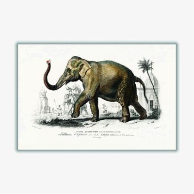 Wolf & Badger Brown Asiatic Elephant A2 420 X 594Mm Stanley Print House