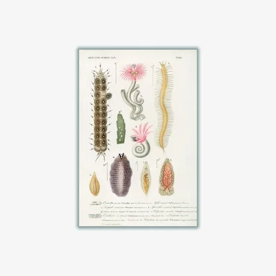 Wolf & Badger Yellow / Orange Natural History - Different Types Of Marine Life 1 Large Stanley Print House