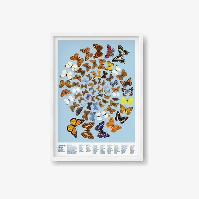 Wolf & Badger Blue A Kaleidoscope Of British Butterflies Print Stuart Gardiner Design