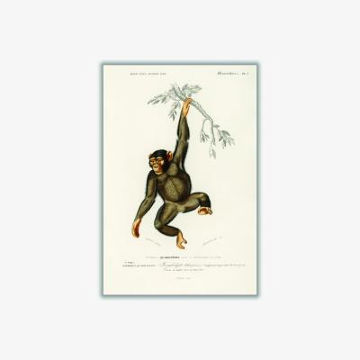 Wolf & Badger Brown Chimpangze Extra Large Stanley Print House