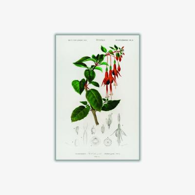 Wolf & Badger Hummingbird Print - Fuchsia A2 420 X 594Mm Stanley Print House