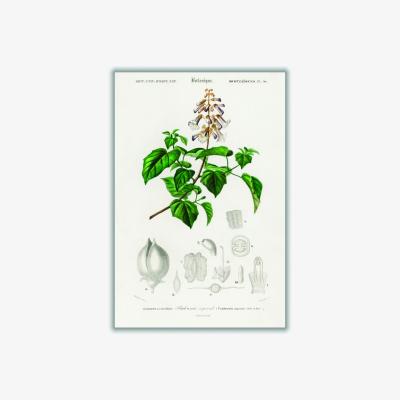 Wolf & Badger Green Empress Tree Print Xxs Stanley Print House