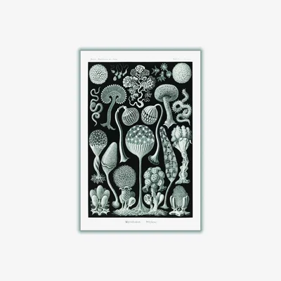 Wolf & Badger Grey Mycetozoa-Pilztiere By Ernst Haeckel A2 420 X 594Mm Stanley Print House
