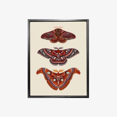 Wolf & Badger Antique Moths Fine Art Print A3 Emily Carter