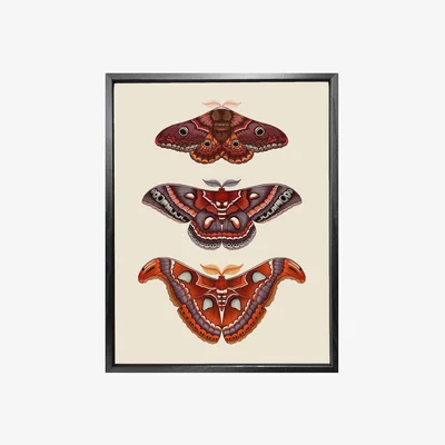 Wolf & Badger Antique Moths Fine Art Print A3 Emily Carter