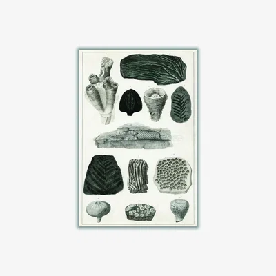 Wolf & Badger Black Collection Of Fossils I Print Small Stanley Print House