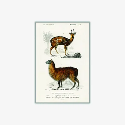 Wolf & Badger Brown Natural History Alpaca & Antilope Large Stanley Print House
