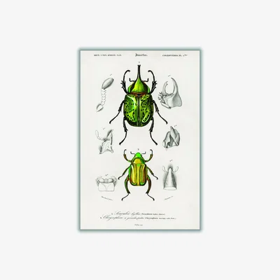 Wolf & Badger Green Eastern Hecules Beetle Small Stanley Print House