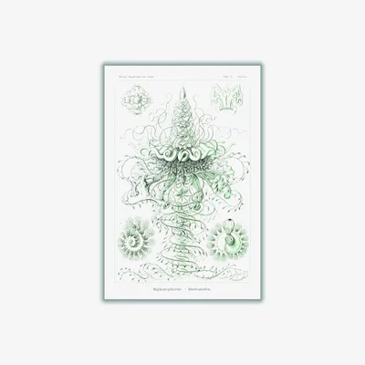 Wolf & Badger Grey Siphonophorae-Staatsquallen Ii By Ernst Haeckel A3 297 X 420Mm Stanley Print House